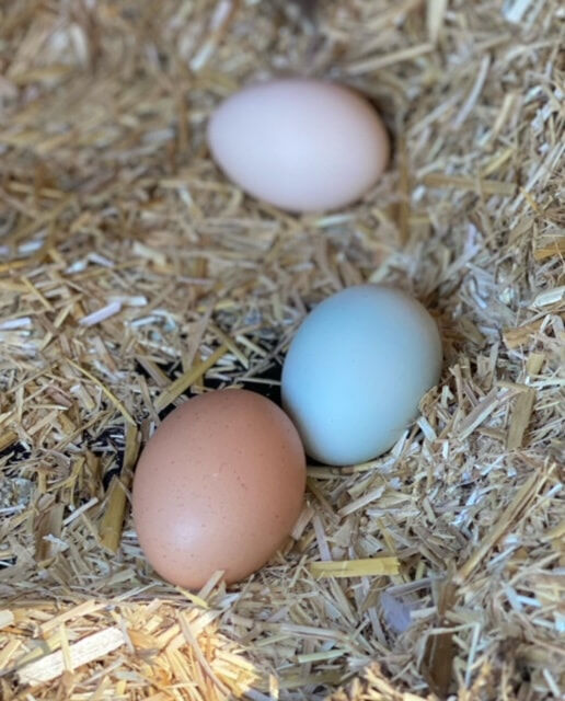 2548-Blog-Coloured-Eggs-February-2023