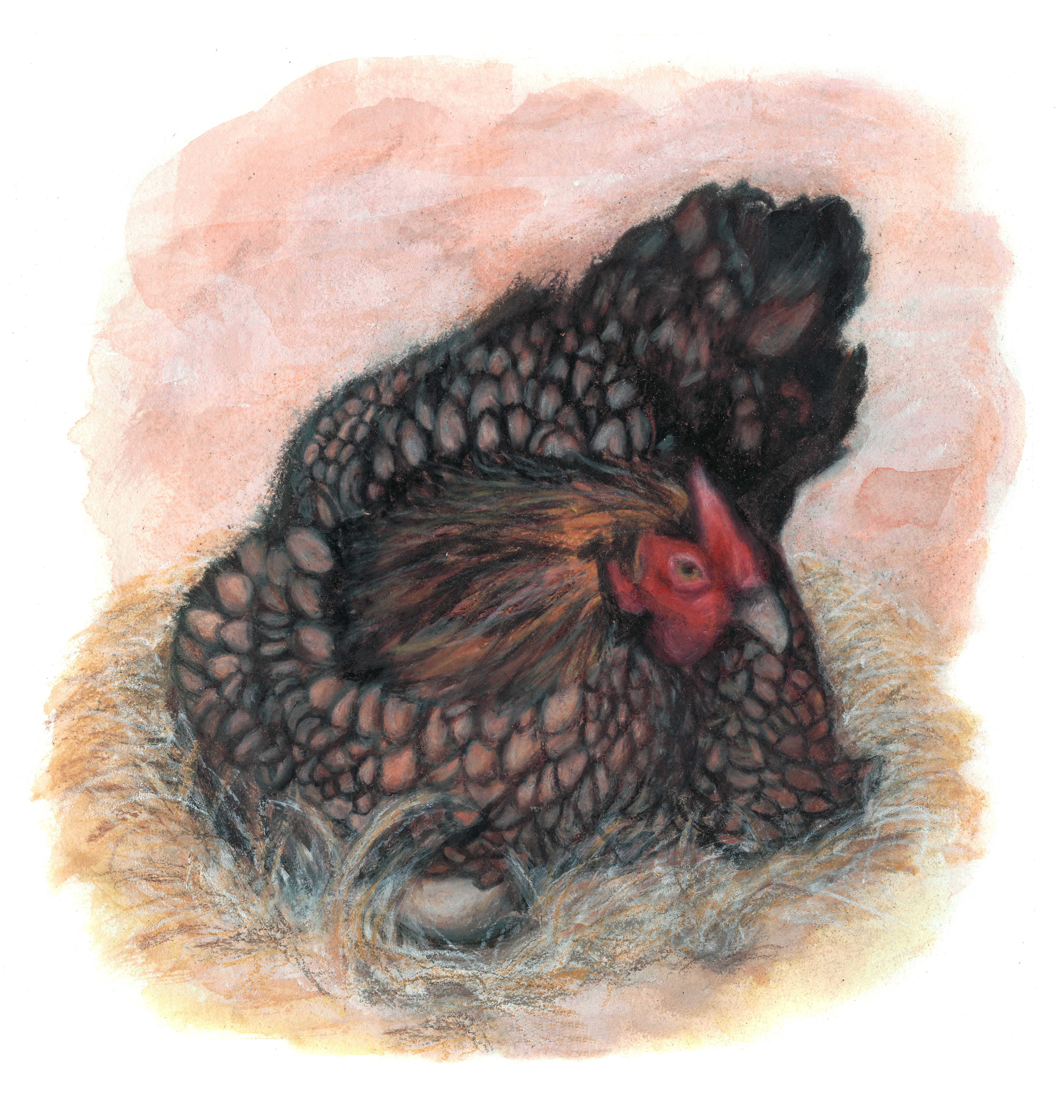Gloria-the-Wyandotte-Chicken-September-2019