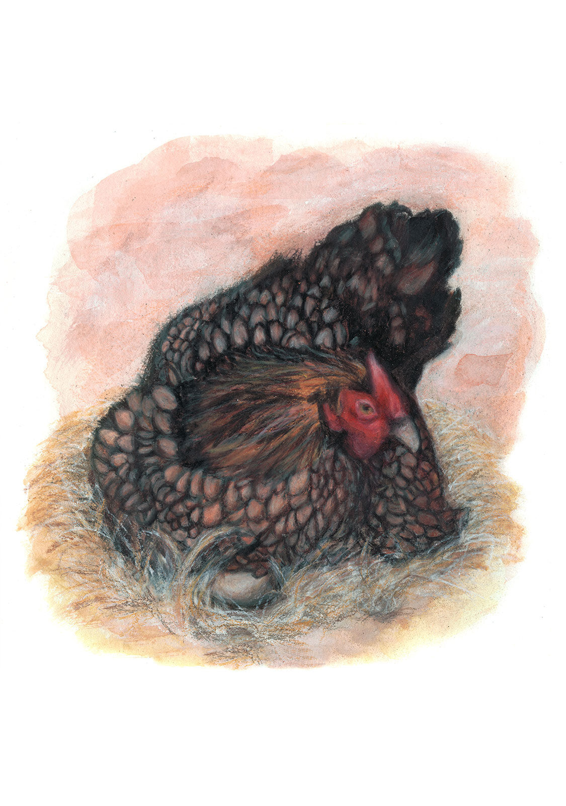 Gloria-the-Wyandotte-Chicken-November-2021